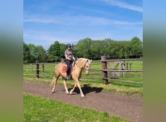 Andalusian Mix, Mare, 6 years, 15.1 hh, Dun