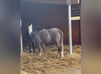 Andalusian Mix, Mare, 6 years, 15.1 hh, Grey-Fleabitten