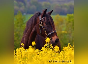 Andalusian, Mare, 6 years, 15.1 hh, Smoky-Black