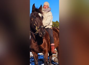 Andalusian, Mare, 6 years, 15,2 hh, Black