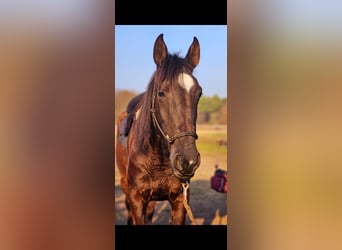 Andalusian, Mare, 6 years, 15,2 hh, Black