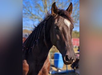 Andalusian, Mare, 6 years, 15,2 hh, Black