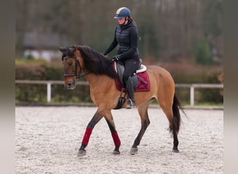 Andalusian, Mare, 6 years, 15.2 hh, Dun