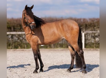 Andalusian, Mare, 6 years, 15.2 hh, Dun