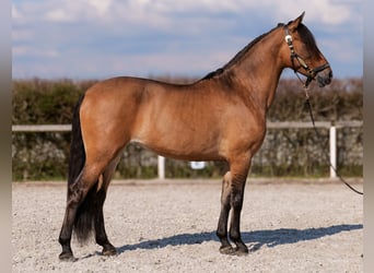 Andalusian, Mare, 6 years, 15.2 hh, Dun