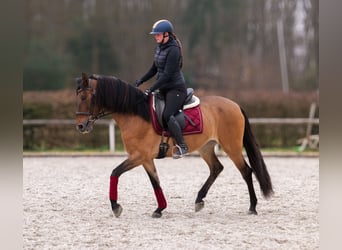 Andalusian, Mare, 6 years, 15.2 hh, Dun