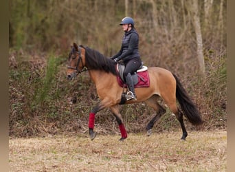 Andalusian, Mare, 6 years, 15.2 hh, Dun