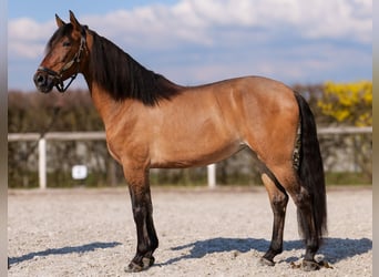 Andalusian, Mare, 6 years, 15.2 hh, Dun