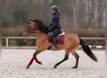 Andalusian, Mare, 6 years, 15.2 hh, Dun