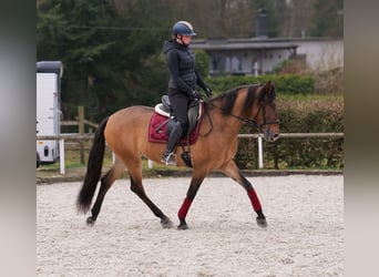 Andalusian, Mare, 6 years, 15.2 hh, Dun