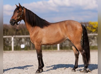 Andalusian, Mare, 6 years, 15.2 hh, Dun