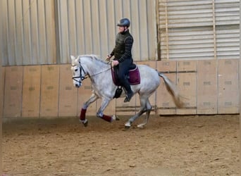 Andalusian, Mare, 6 years, 15.2 hh, Gray-Dapple