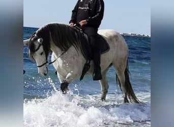 Andalusian, Mare, 6 years, 15,2 hh, Gray