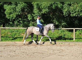 Andalusian, Mare, 6 years, 15.2 hh, Gray