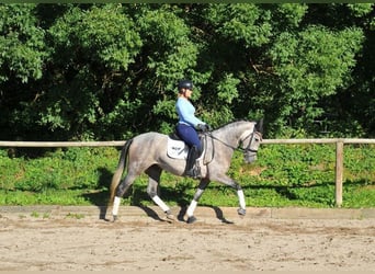 Andalusian, Mare, 6 years, 15.2 hh, Gray