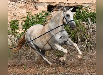 Andalusian, Mare, 6 years, 15.2 hh, Grey