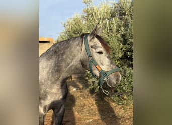 Andalusian Mix, Mare, 6 years, 15.2 hh, Grey