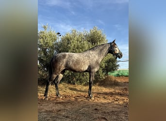 Andalusian Mix, Mare, 6 years, 15.2 hh, Grey