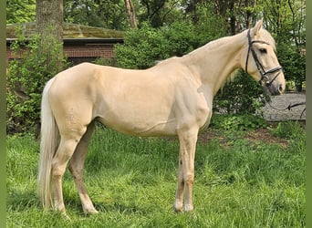 Andalusian, Mare, 6 years, 15.2 hh, Palomino