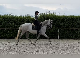 Andalusian, Mare, 6 years, 15.3 hh, Gray