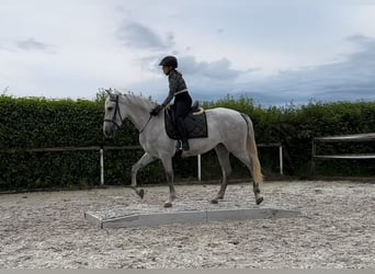 Andalusian, Mare, 6 years, 15.3 hh, Gray