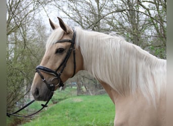 Andalusian, Mare, 6 years, 15.3 hh, Palomino