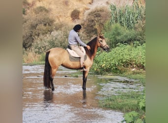 Andalusian, Mare, 6 years, 15 hh, Dun