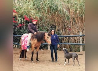 Andalusian, Mare, 6 years, 15 hh, Dun