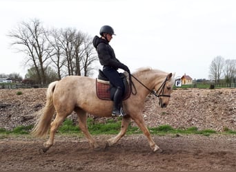 Andalusian Mix, Mare, 6 years, 15 hh, Dun
