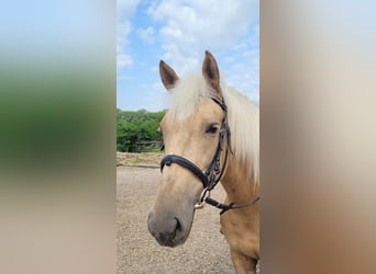 Andalusian, Mare, 6 years, 15 hh, Dun