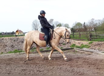 Andalusian Mix, Mare, 6 years, 15 hh, Dun