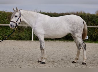 Andalusian, Mare, 6 years, 15 hh, Gray