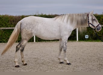 Andalusian, Mare, 6 years, 15 hh, Gray