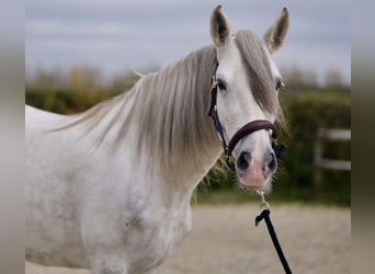 Andalusian, Mare, 6 years, 15 hh, Gray