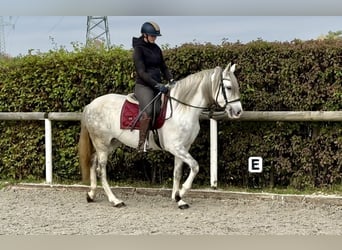 Andalusian, Mare, 6 years, 15 hh, Gray