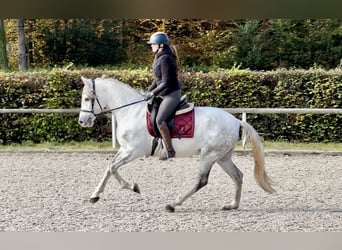 Andalusian, Mare, 6 years, 15 hh, Gray