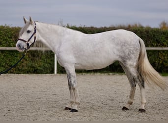 Andalusian, Mare, 6 years, 15 hh, Gray