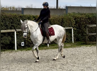 Andalusian, Mare, 6 years, 15 hh, Gray