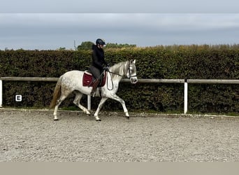 Andalusian, Mare, 6 years, 15 hh, Gray