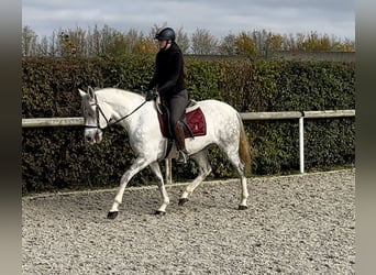 Andalusian, Mare, 6 years, 15 hh, Gray