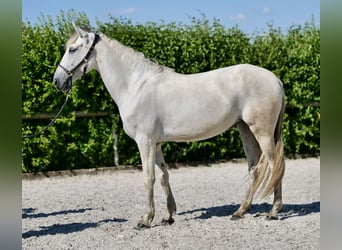 Andalusian, Mare, 6 years, 15 hh, Gray