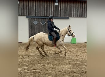 Andalusian Mix, Mare, 6 years, 15 hh, Pinto