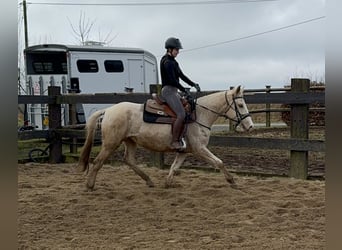 Andalusian Mix, Mare, 6 years, 15 hh, Pinto