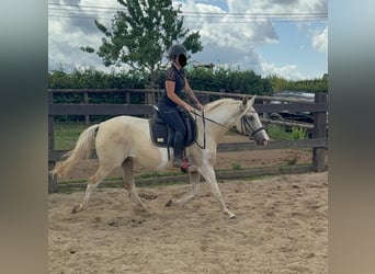Andalusian Mix, Mare, 6 years, 15,1 hh, Palomino