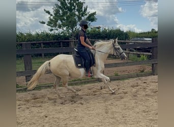 Andalusian Mix, Mare, 6 years, 15,1 hh, Palomino