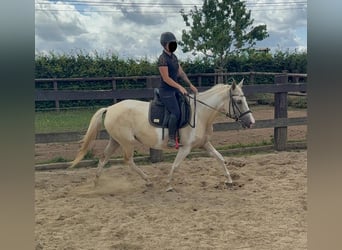 Andalusian Mix, Mare, 6 years, 15,1 hh, Palomino