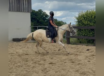 Andalusian Mix, Mare, 6 years, 15,1 hh, Palomino