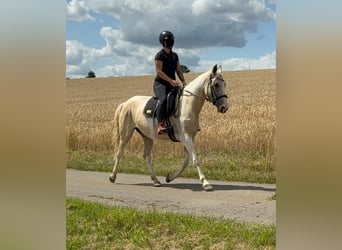 Andalusian Mix, Mare, 6 years, 15,1 hh, Palomino