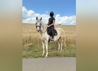 Andalusian Mix, Mare, 6 years, 15,1 hh, Palomino