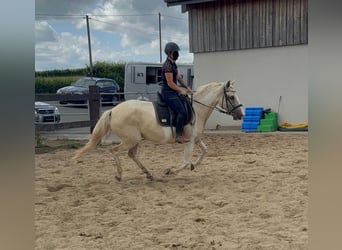 Andalusian Mix, Mare, 6 years, 15,1 hh, Palomino